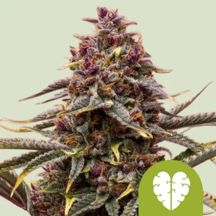 ROYAL QUEEN SEEDS - PINK MIST AUTO FEM