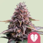 ROYAL QUEEN SEEDS - PINK MIST FEM