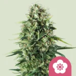 ROYAL QUEEN SEEDS - POWER FLOWER FEM