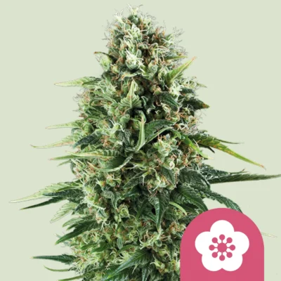 RQS_power-flower_plant.webp ROYAL QUEEN SEEDS - POWER FLOWER FEM - immagine 1