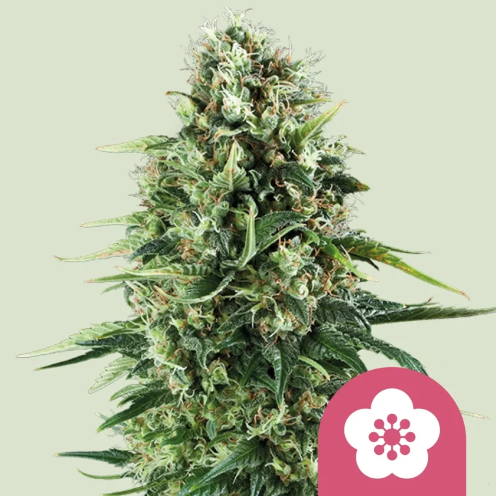 ROYAL QUEEN SEEDS - POWER FLOWER FEM – Bild 1