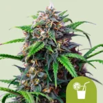 ROYAL QUEEN SEEDS - PURPLE LEMONADE AUTO FEM