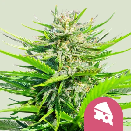 SEMILLAS ROYAL QUEEN - ROYAL CHEESE FLORACION RAPIDA FEM
