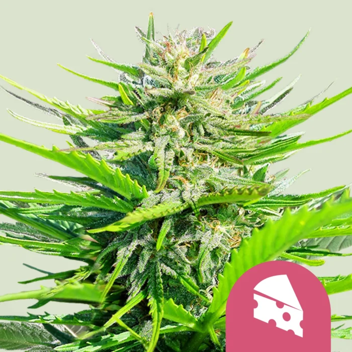 ROYAL QUEEN SEEDS - ROYAL CHEESE FAST FLOWERING FEM – Image 1