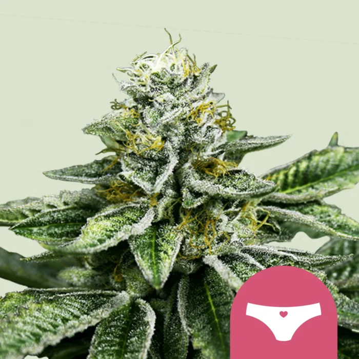 ROYAL QUEEN SEEDS - SHERBET QUEEN FEM (USA PREMIUM) – Image 1