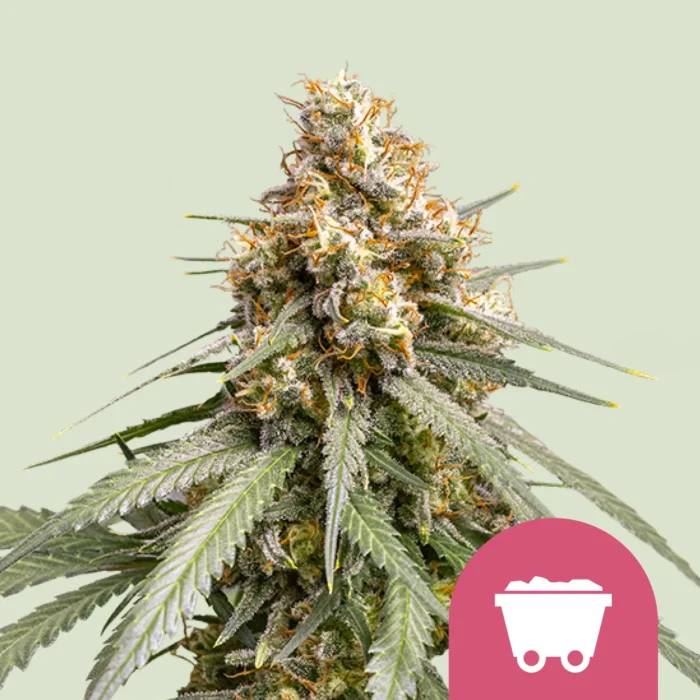 ROYAL QUEEN SEEDS - SHINING SILVER HAZE FEM - immagine 1