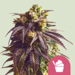 ROYAL QUEEN SEEDS - SUNDAE DRIVER FEM (USA PREMIUM)