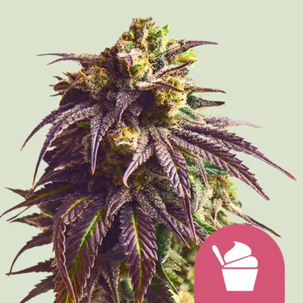 ROYAL QUEEN SEEDS - SUNDAE DRIVER FEM (USA PREMIUM)