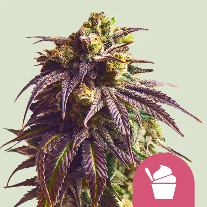 ROYAL QUEEN SEEDS - SUNDAE DRIVER FEM (USA PREMIUM) - immagine 1
