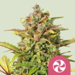 ROYAL QUEEN SEEDS - SWEET ZZ FEM (USA PREMIUM)