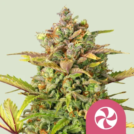 ROYAL QUEEN SEEDS - SWEET ZZ FEM (USA PREMIUM)