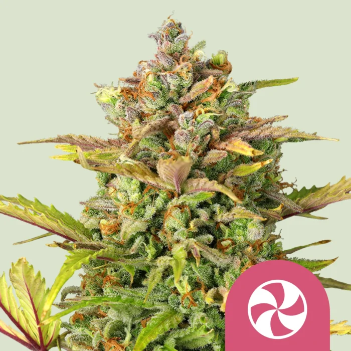 ROYAL QUEEN SEEDS - SWEET ZZ FEM (USA PREMIUM) - immagine 1