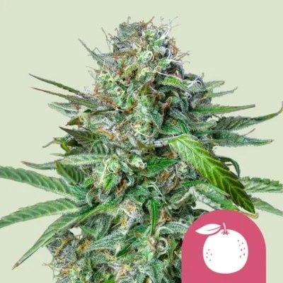 RQS_tangie_plant.webp ROYAL QUEEN SEEDS - TANGIE FEM - immagine 1