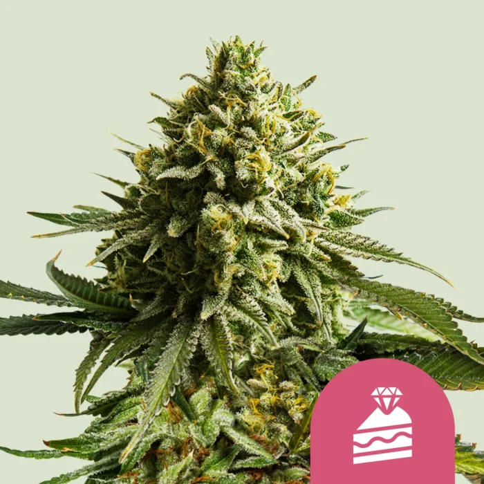 ROYAL QUEEN SEEDS - WEDDING CAKE FEM (USA PREMIUM) - immagine 1
