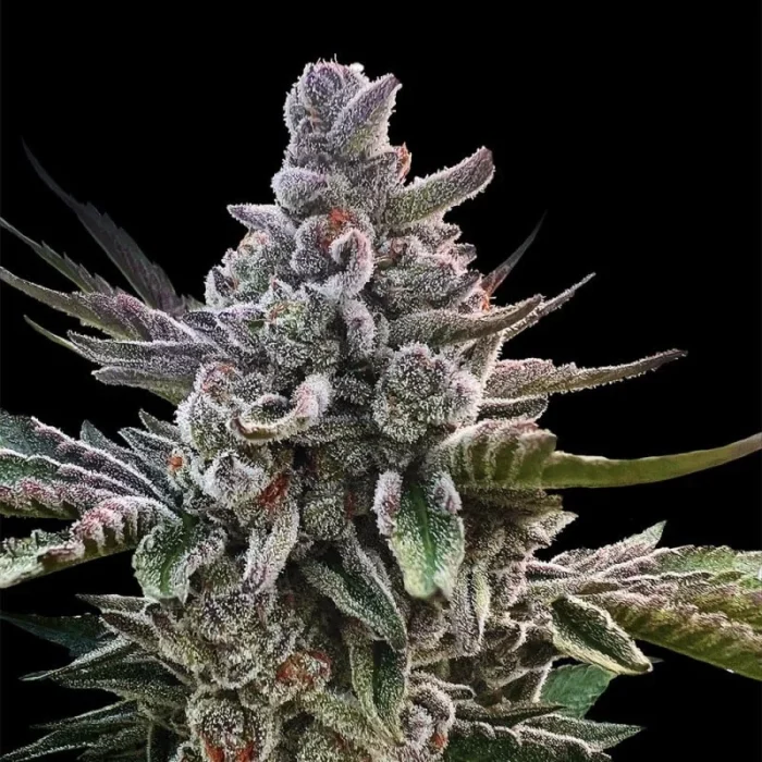 SILENT SEEDS - ACAI JELLY FEM - immagine 1