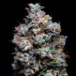SILENT SEEDS - ACAI JELLY FEM - immagine 2