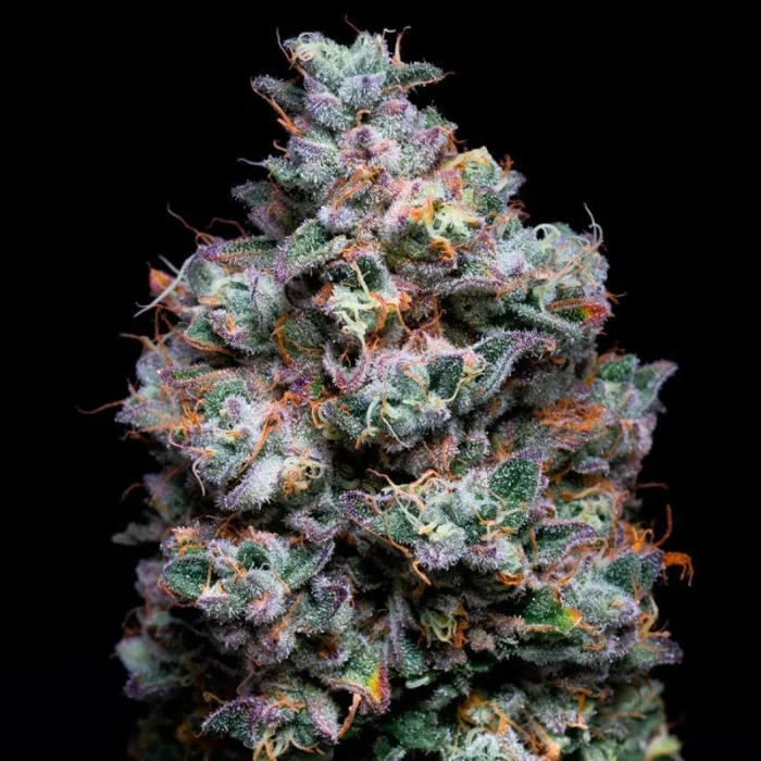 SILENT SEEDS - ACAI JELLY FEM - immagine 2