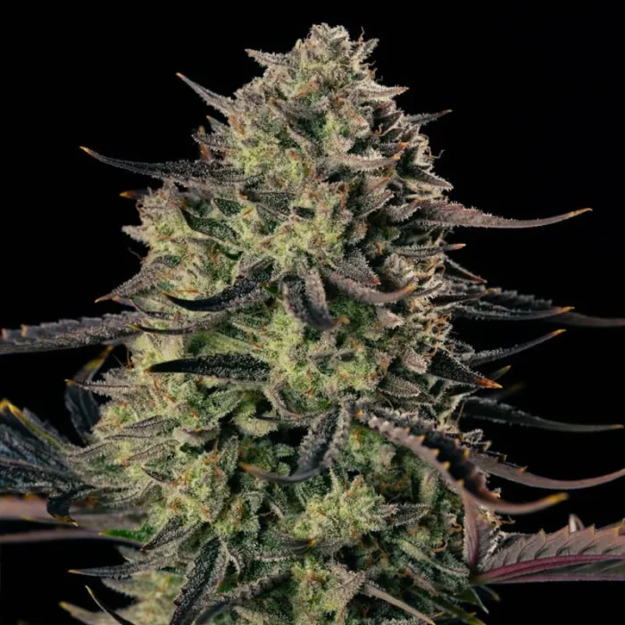 SILENT SEEDS - ALIEN GAS XXL AUTO FEM - immagine 1