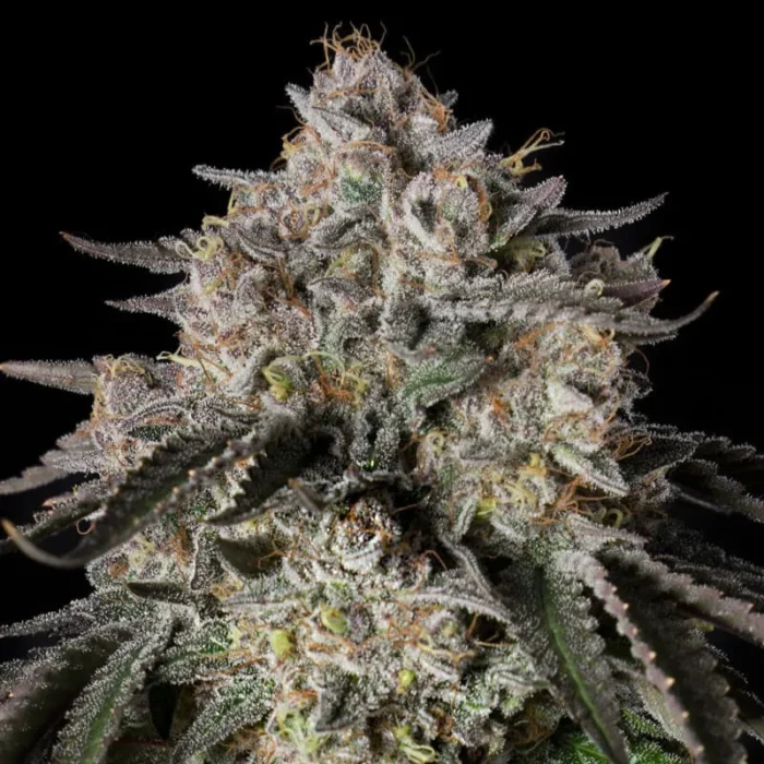 SILENT SEEDS - CHERRY ESSENCE FEM - Image 1