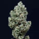 SILENT SEEDS - CRITICAL + 2.0 AUTO FEM