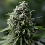 SILENT SEEDS - CRITICAL + 2.0 FEM