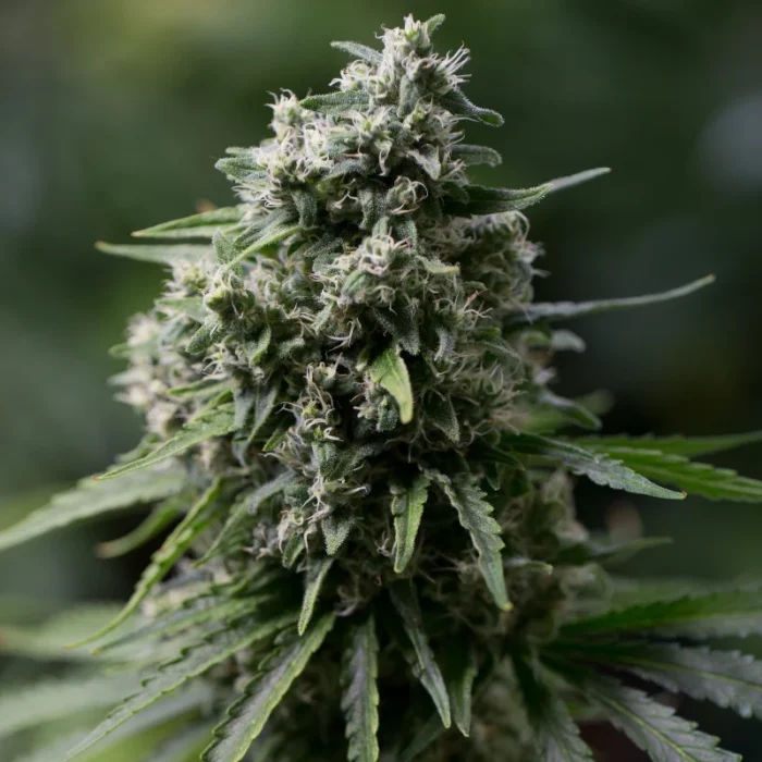 SILENT SEEDS - CRITICAL + 2.0 FEM - immagine 1