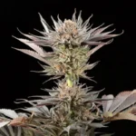 SEMILLAS SILENCIOSAS - LIMONERO 2.0 FEM