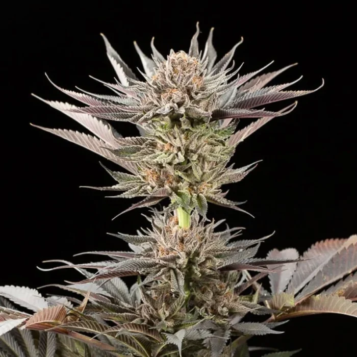 SEMILLAS SILENCIOSAS - LIMONERO 2.0 FEM - Imagen 1