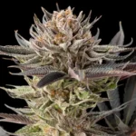 SEMILLAS SILENCIOSAS - LIMONERO 2.0 FEM - Imagen 2