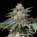 GRAINES SILENCIEUSES - CITRONNIER FAST FEM