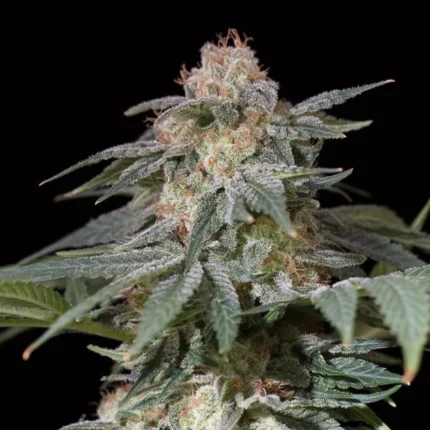 GRAINES SILENCIEUSES - CITRONNIER FAST FEM