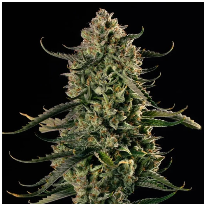 SILENT SEEDS - MAC DAWG XXL AUTO FEM - immagine 1