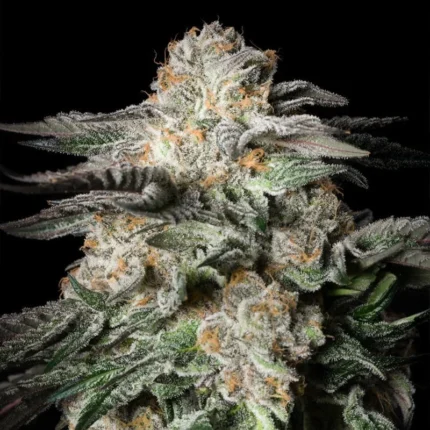SILENT SEEDS - MINT CANDY FEM