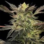 SILENT SEEDS - PINK SUNSET AUTO FEM