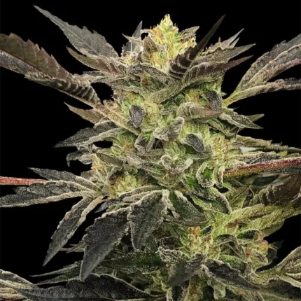 SILENT SEEDS - PINK SUNSET AUTO FEM