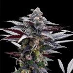 SILENT SEEDS - PINK SUNSET FEM