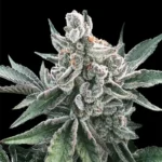 SILENT SEEDS - POLAR GELATO AUTO FEM