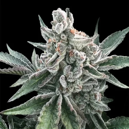 SILENT SEEDS - POLAR ICE CREAM AUTO FEM