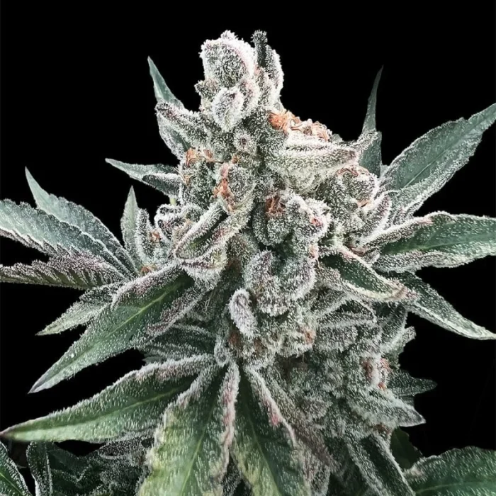 SILENT SEEDS - POLAR GELATO AUTO FEM - immagine 1
