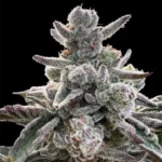 SILENT SEEDS - POLAR GELATO FEM