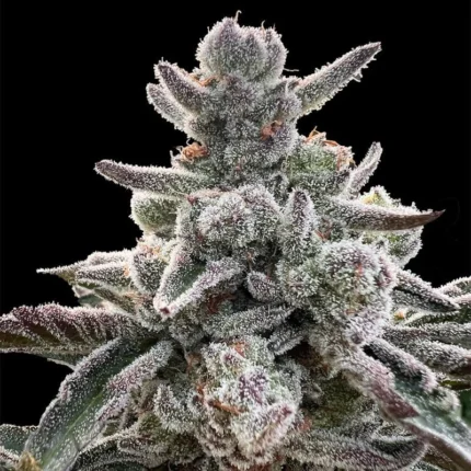 SILENT SEEDS - HELADO POLAR FEM