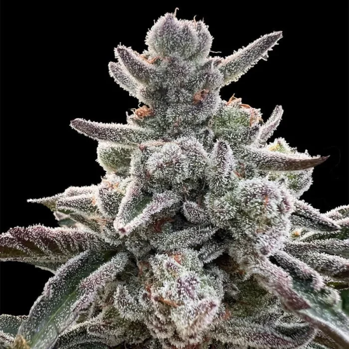 SILENT SEEDS - POLAR GELATO FEM - immagine 1