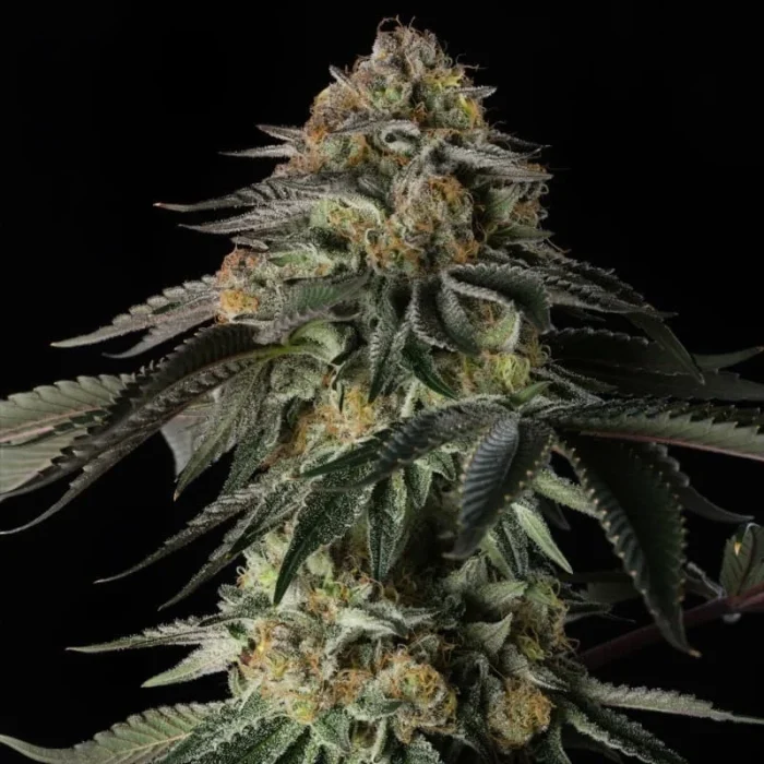 GRAINES SILENCIEUSES - RAINBOW GAS FEM – Image 1
