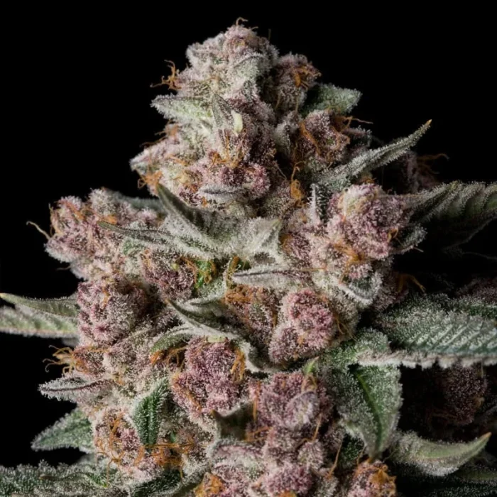 SILENT SEEDS - TROPICAL JAM FEM - Image 1