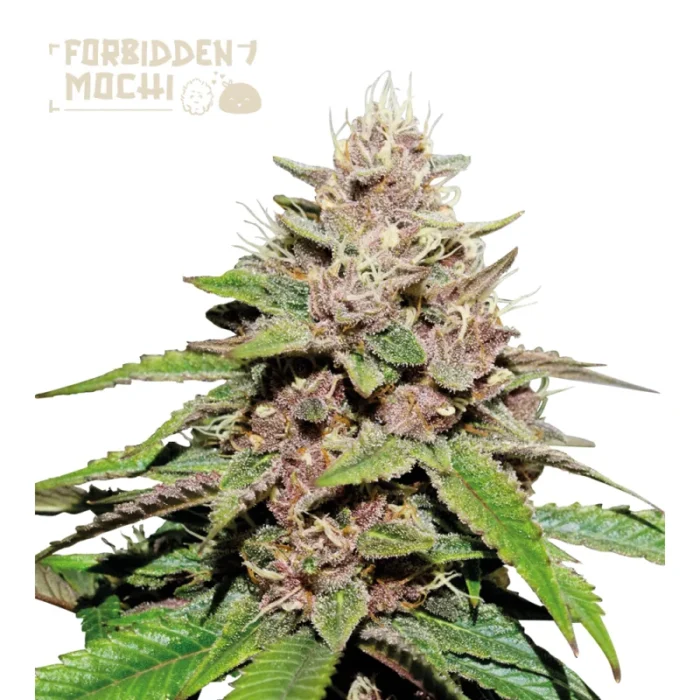 SEEDSTOCKERS - FORBIDDEN MOCHI AUTO FEM (SUPERIOR) - Imagen 1