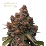 SEEDSTOCKERS - VERBOTENE MOCHI FEM (SUPERIOR)