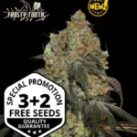 SEEDSTOCKERS - FROSTY TOOTH FEM (SUPERIOR)