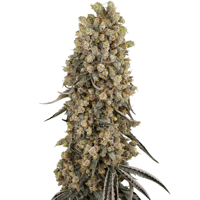 SENSI SEEDS BANK - ATOMIC BLUE DREAM FEM – Bild 1