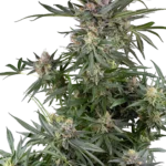 SENSI SEEDS RESEARCH - DOSIMOSA FEM