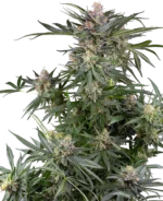 SENSI SEEDS RESEARCH - DOSIMOSA FEM – Image 2